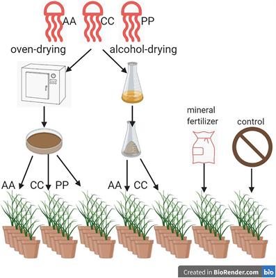 Grass Growth and N2O Emissions From Soil After Application of Jellyfish in Coastal Areas